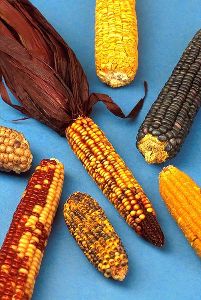 Native american deals corn history